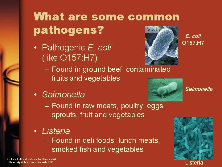 What are some common pathogens? • Pathogenic E. coli (like O 157: H 7)