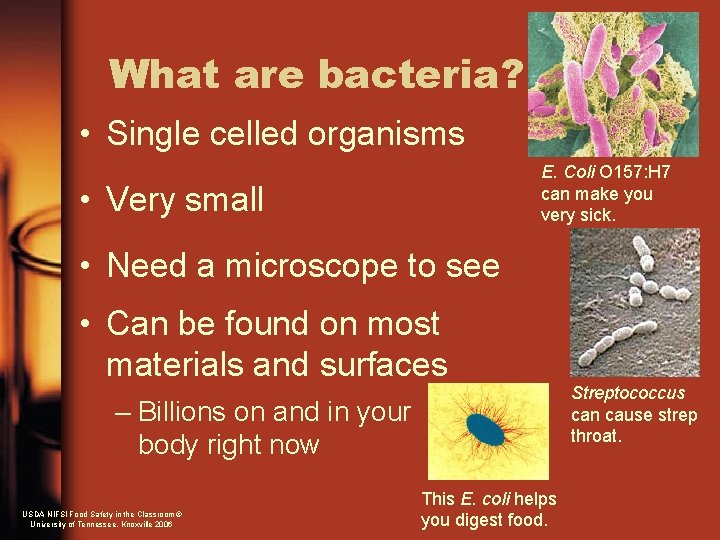 What are bacteria? • Single celled organisms E. Coli O 157: H 7 can