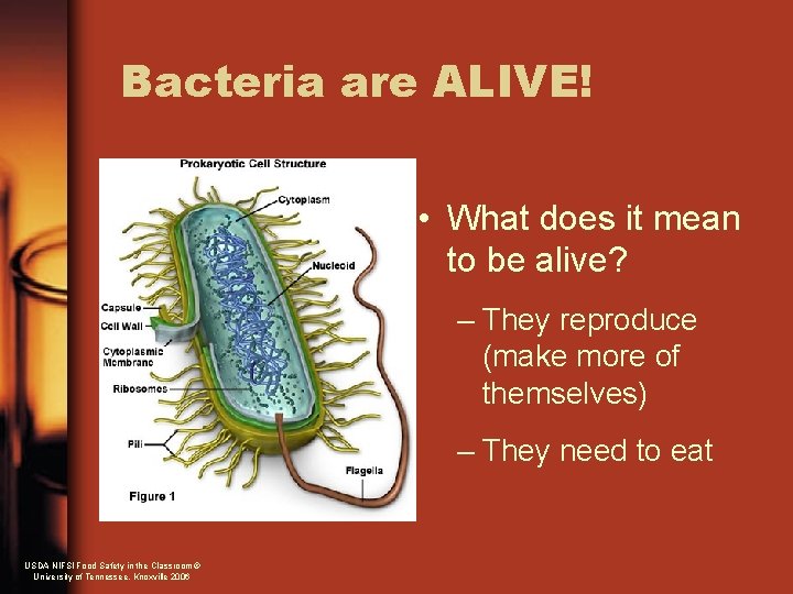 Bacteria are ALIVE! • What does it mean to be alive? – They reproduce