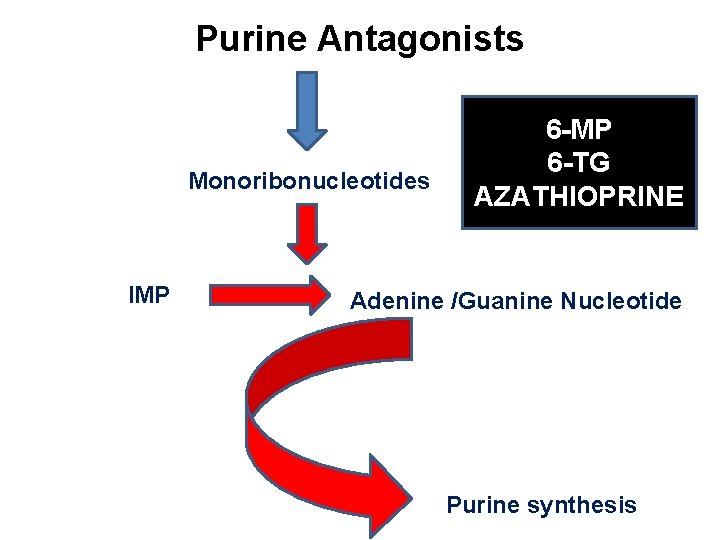 Purine Antagonists Monoribonucleotides IMP 6 -TG AZATHIOPRINE Adenine /Guanine Nucleotide Purine synthesis 