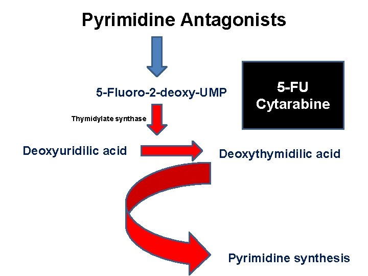 Pyrimidine Antagonists 5 -Fluoro-2 -deoxy-UMP 5 -FU Cytarabine Thymidylate synthase Deoxyuridilic acid Deoxythymidilic acid