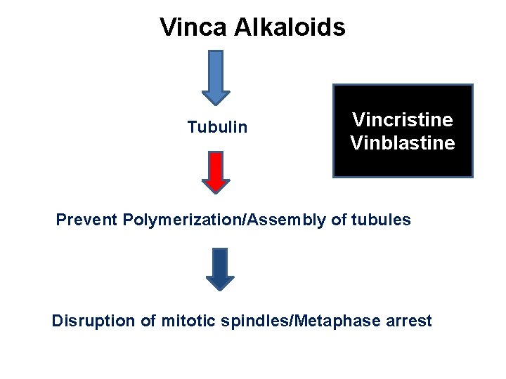Vinca Alkaloids Tubulin Vincristine Vinblastine Prevent Polymerization/Assembly of tubules Disruption of mitotic spindles/Metaphase arrest