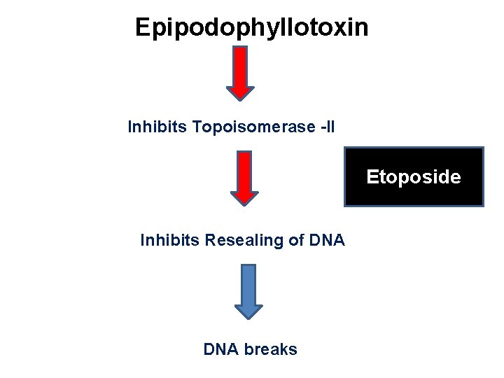 Epipodophyllotoxin Inhibits Topoisomerase -II Etoposide Inhibits Resealing of DNA breaks 