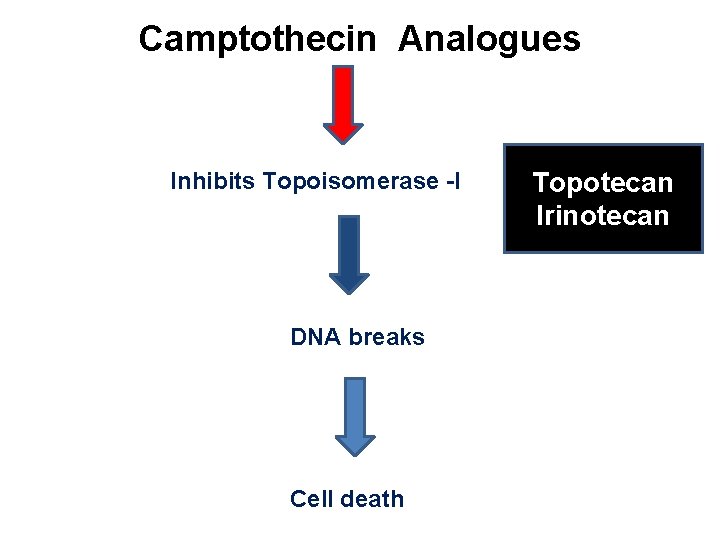 Camptothecin Analogues Inhibits Topoisomerase -I DNA breaks Cell death Topotecan Irinotecan 