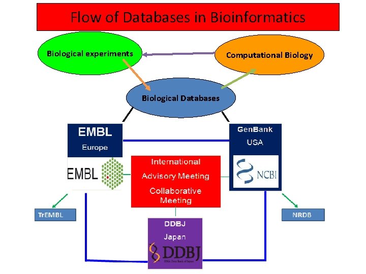 Flow of Databases in Bioinformatics Biological experiments Computational Biology Biological Databases 