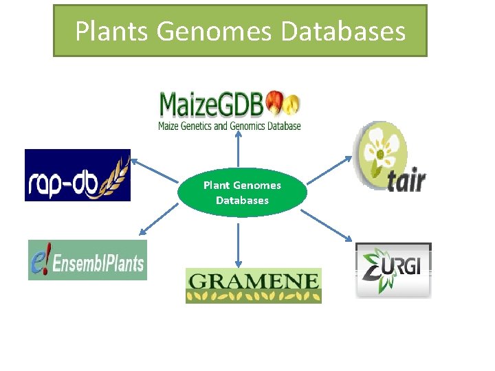 Plants Genomes Databases Plant Genomes Databases 