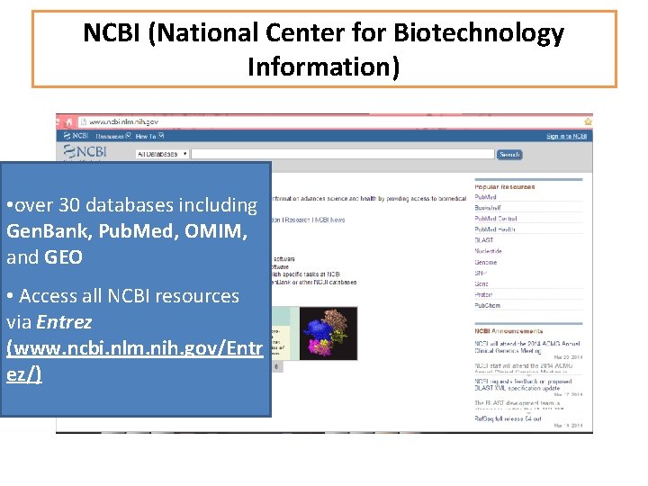 NCBI (National Center for Biotechnology Information) • over 30 databases including Gen. Bank, Pub.