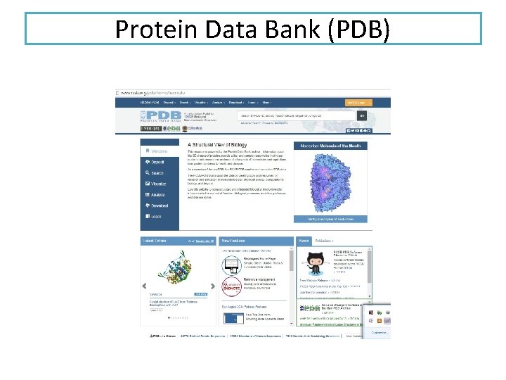 Protein Data Bank (PDB) 