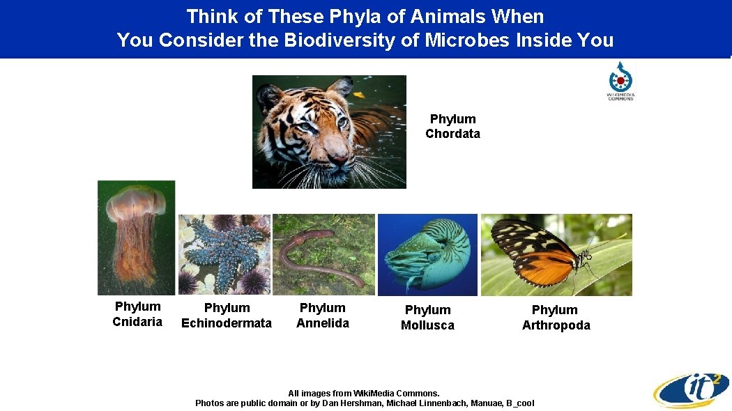 Think of These Phyla of Animals When You Consider the Biodiversity of Microbes Inside