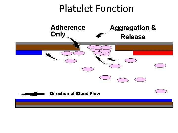 Platelet Function Adherence Only Direction of Blood Flow Aggregation & Release 