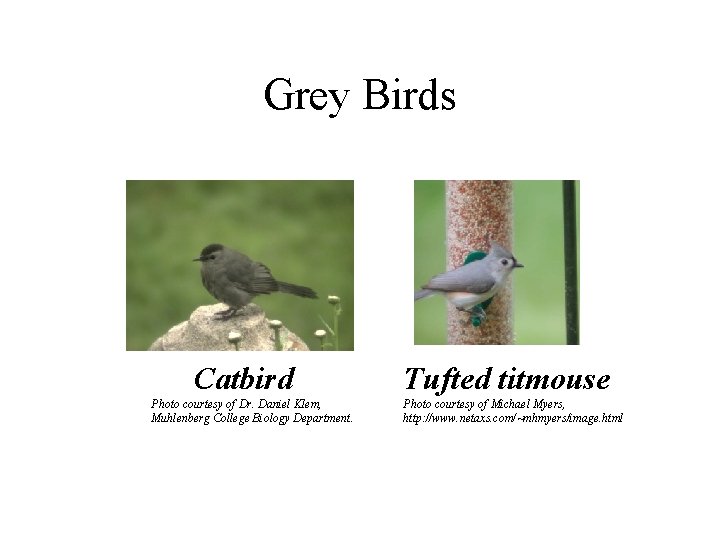 Grey Birds Catbird Photo courtesy of Dr. Daniel Klem, Muhlenberg College Biology Department. Tufted