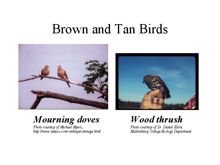 Brown and Tan Birds Mourning doves Wood thrush Photo courtesy of Michael Myers, http: