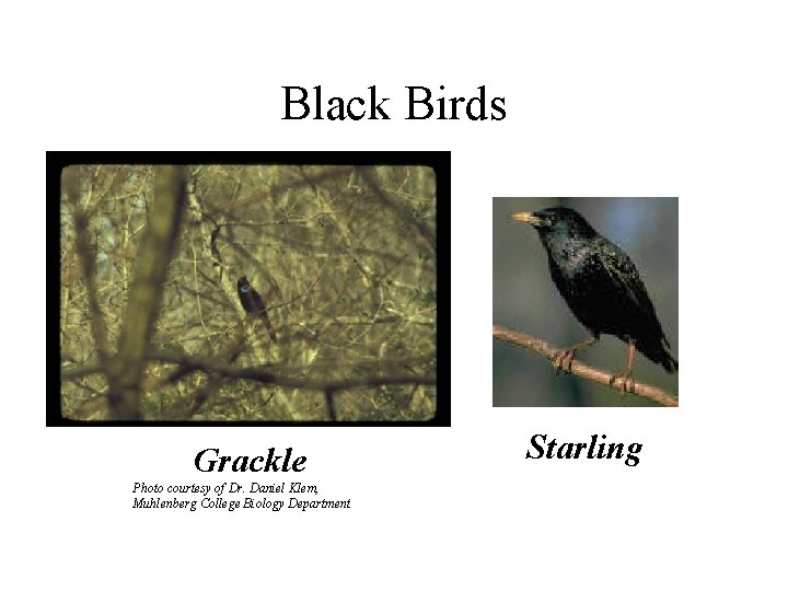 Black Birds Grackle Photo courtesy of Dr. Daniel Klem, Muhlenberg College Biology Department Starling