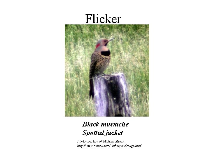 Flicker Black mustache Spotted jacket Photo courtesy of Michael Myers, http: //www. netaxs. com/~mhmyers/image.