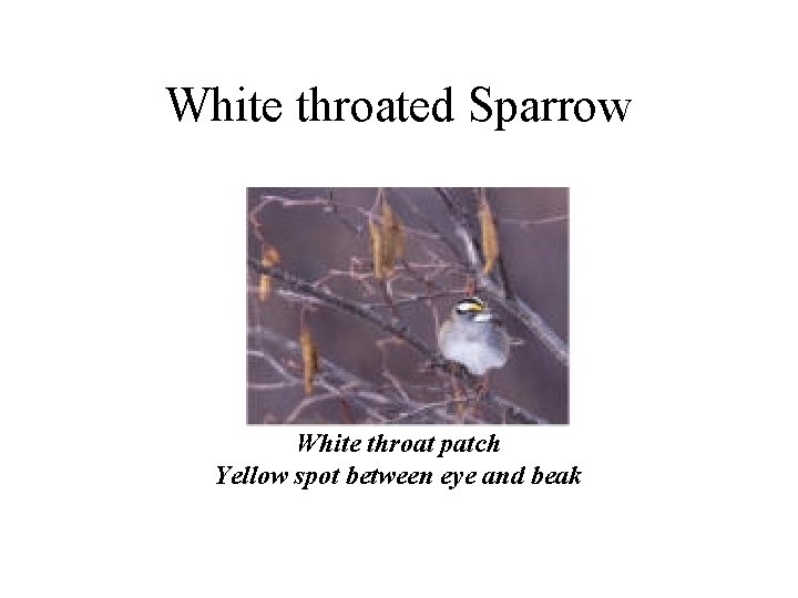 White throated Sparrow White throat patch Yellow spot between eye and beak 