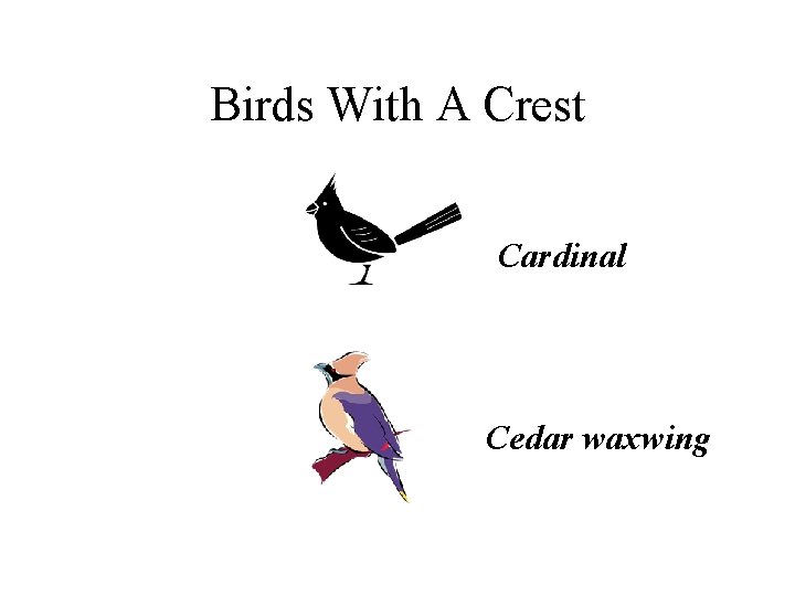 Birds With A Crest Cardinal Cedar waxwing 