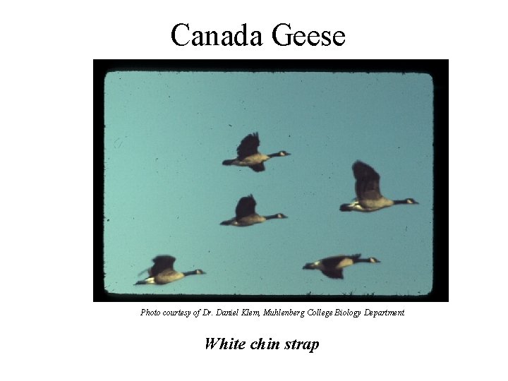 Canada Geese Photo courtesy of Dr. Daniel Klem, Muhlenberg College Biology Department White chin