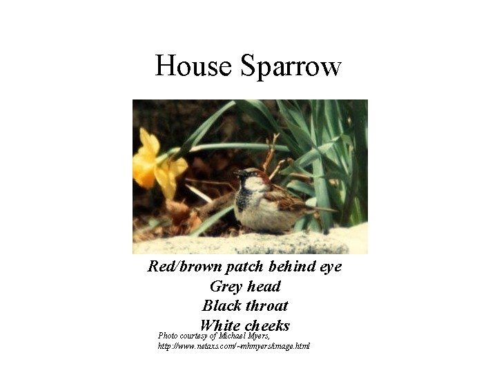 House Sparrow Red/brown patch behind eye Grey head Black throat White cheeks Photo courtesy