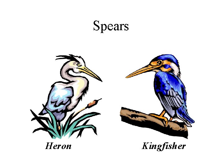 Spears Heron Kingfisher 