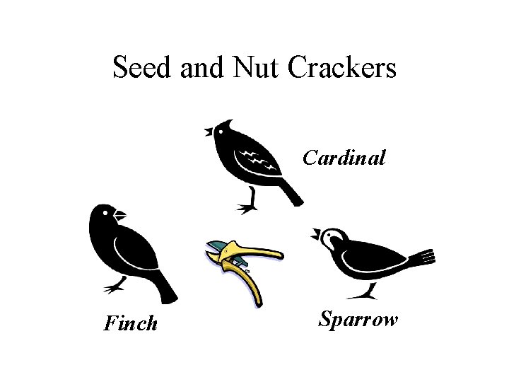 Seed and Nut Crackers Cardinal Finch Sparrow 