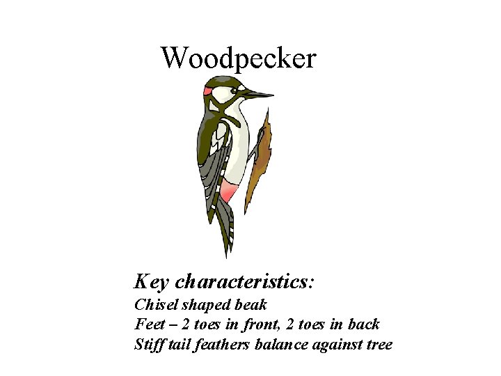 Woodpecker Key characteristics: Chisel shaped beak Feet – 2 toes in front, 2 toes