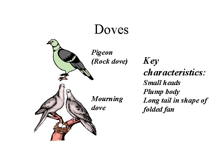 Doves Pigeon (Rock dove) Mourning dove Key characteristics: Small heads Plump body Long tail