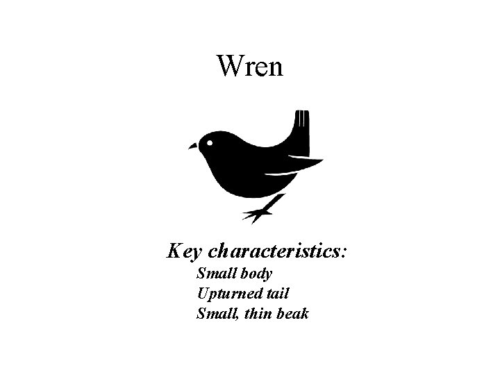 Wren Key characteristics: Small body Upturned tail Small, thin beak 