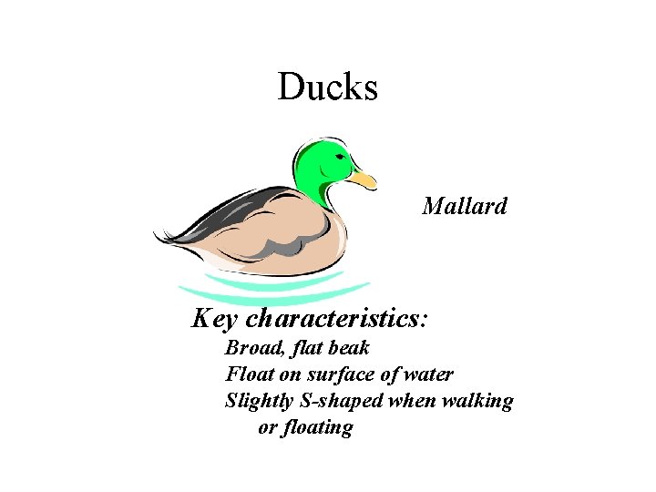 Ducks Mallard Key characteristics: Broad, flat beak Float on surface of water Slightly S-shaped
