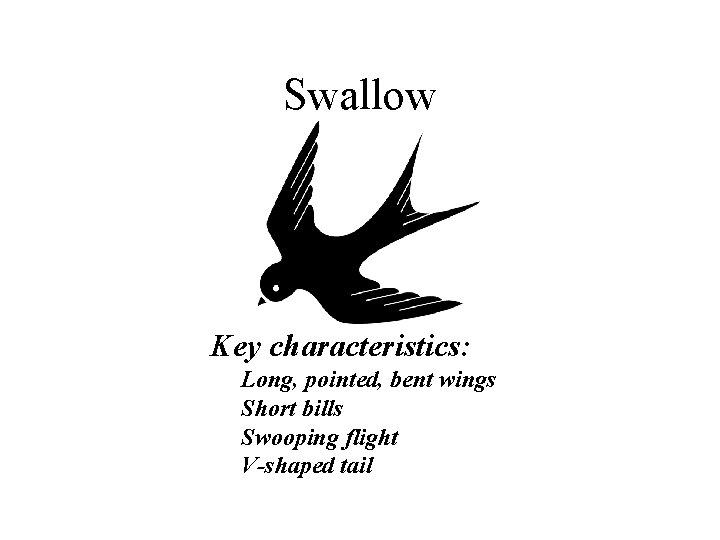 Swallow Key characteristics: Long, pointed, bent wings Short bills Swooping flight V-shaped tail 