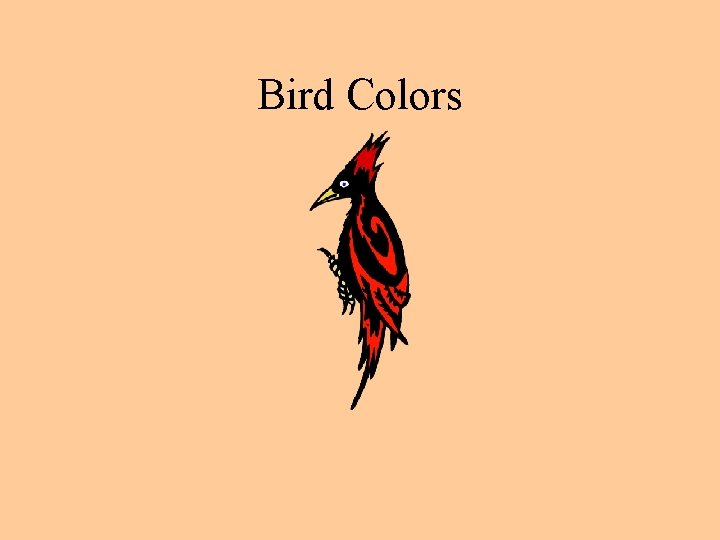 Bird Colors 