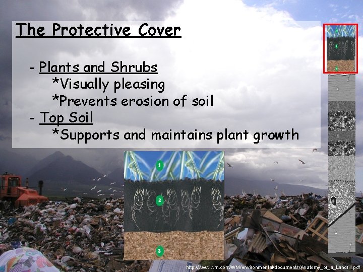 The Protective Cover - Plants and Shrubs *Visually pleasing *Prevents erosion of soil -