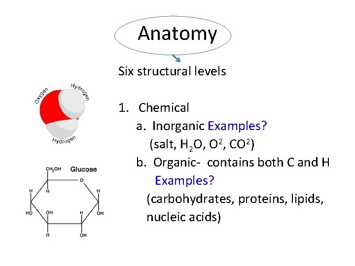 Anatomy Six structural levels 1. Chemical a. Inorganic Examples? (salt, H 2 O, O