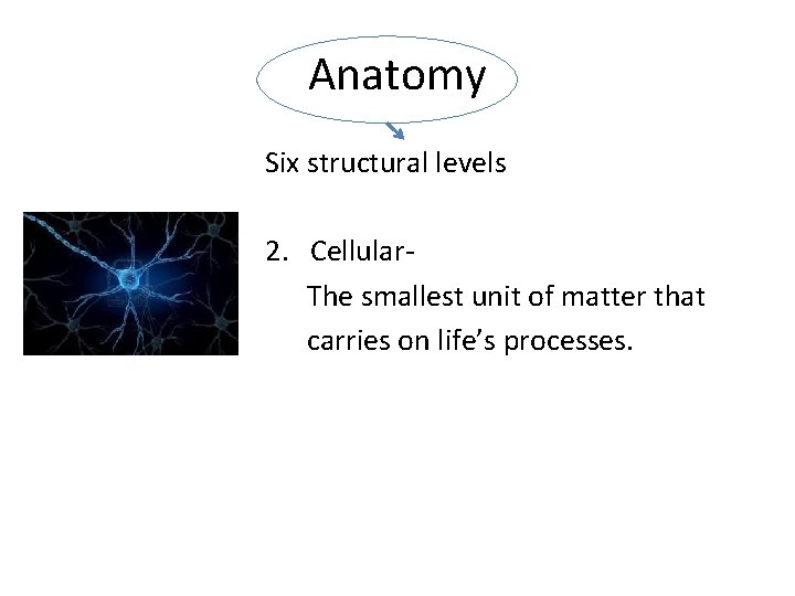 Anatomy Six structural levels 2. Cellular The smallest unit of matter that carries on