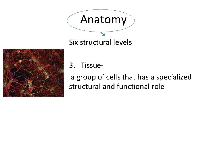 Anatomy Six structural levels 3. Tissue a group of cells that has a specialized