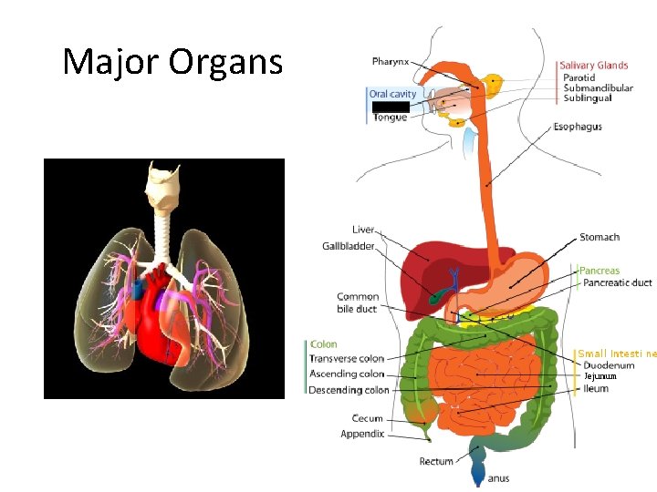Major Organs 