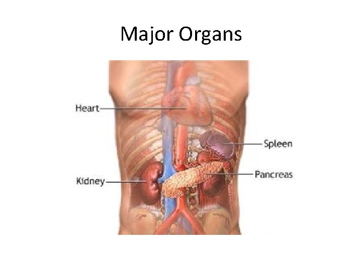 Major Organs 