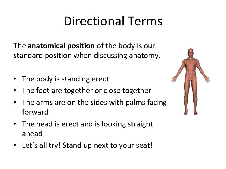 Directional Terms The anatomical position of the body is our standard position when discussing