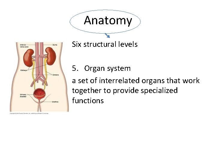 Anatomy Six structural levels 5. Organ system a set of interrelated organs that work