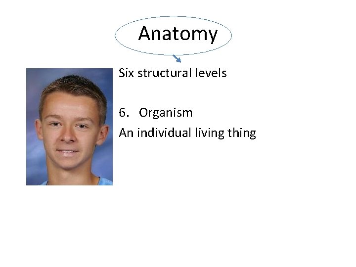 Anatomy Six structural levels 6. Organism An individual living thing 