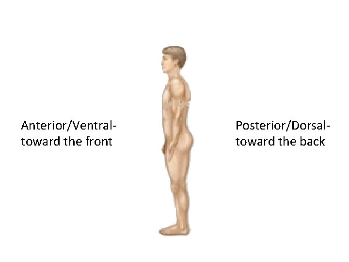 Anterior/Ventral- toward the front Posterior/Dorsal- toward the back 