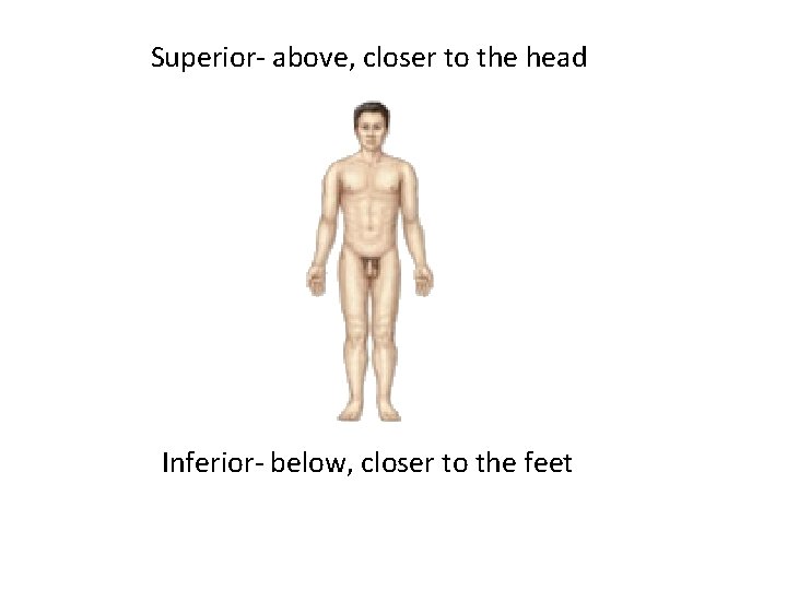 Superior- above, closer to the head Inferior- below, closer to the feet 