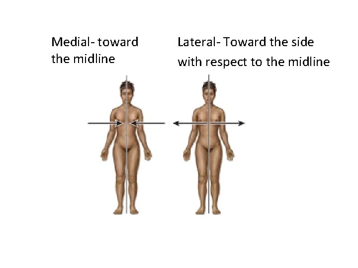 Medial- toward the midline Lateral- Toward the side with respect to the midline 