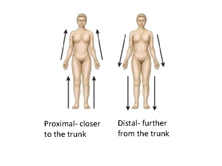 Proximal- closer to the trunk Distal- further from the trunk 