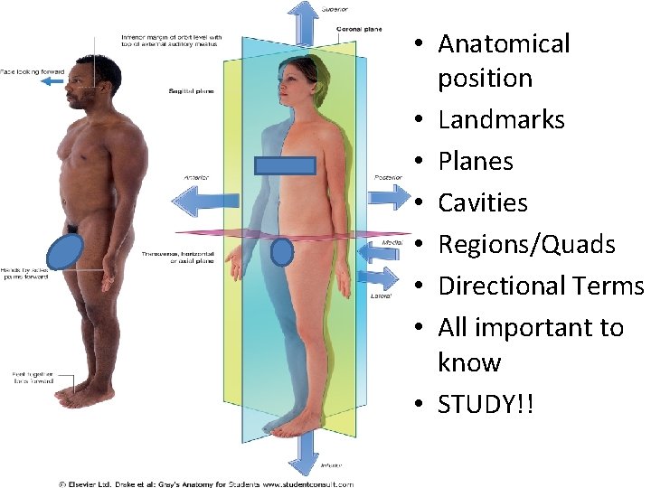  • Anatomical position • Landmarks • Planes • Cavities • Regions/Quads • Directional