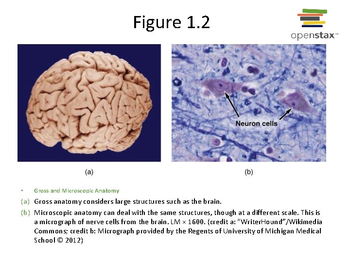 Figure 1. 2 • Gross and Microscopic Anatomy (a) Gross anatomy considers large structures
