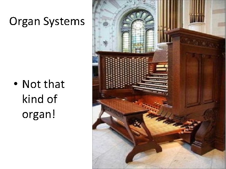 Organ Systems • Not that kind of organ! 