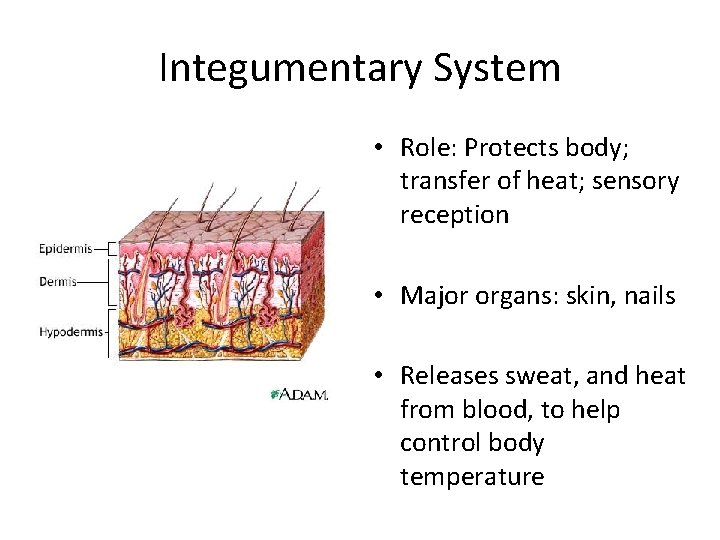 Integumentary System • Role: Protects body; transfer of heat; sensory reception • Major organs: