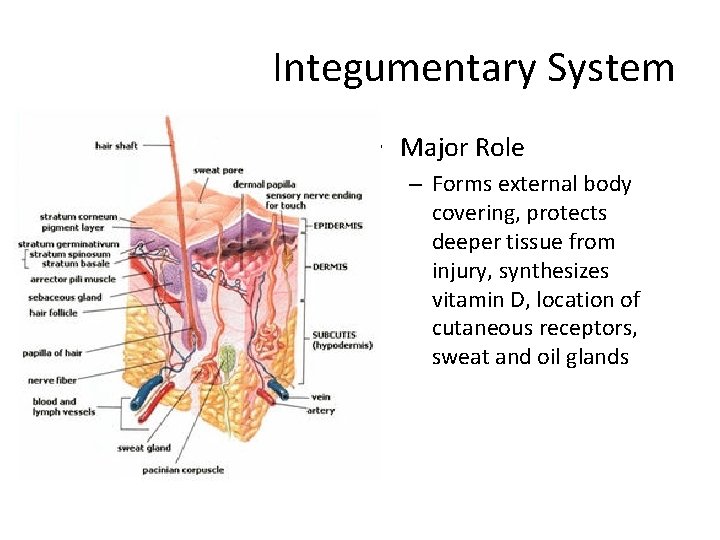 Integumentary System • Major Role – Forms external body covering, protects deeper tissue from