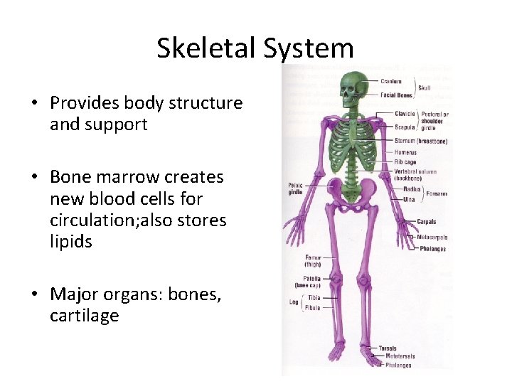 Skeletal System • Provides body structure and support • Bone marrow creates new blood