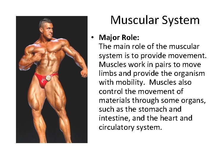 Muscular System • Major Role: The main role of the muscular system is to